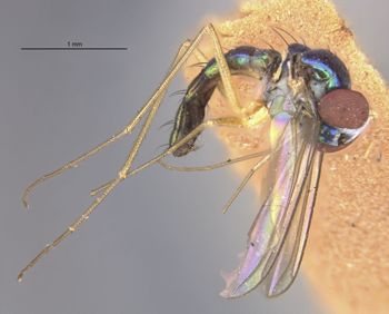 Media type: image;   Entomology 15986 Aspect: habitus lateral view